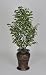 Artificial Variegated Ficus Floor Plant in Hammered Metal