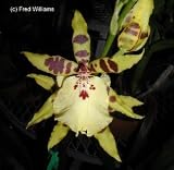 Degarmoara Flying High 'Yellow Star' 1393HA