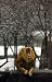 George The Lion The Bronx Zoo
