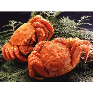 北海道産　急速凍結毛がに約500g×2尾（ボイル）【父の日ギフト・プレゼント】