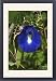 Framed Prints of DH-3573 Butterfly Pea flower - This is the purple variety from Ardea Wildlife Pets