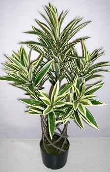 3' Braided Trunk Artificial Yucca Plant (Variegated)