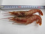 アルゼンチン赤海老 L3　お刺身用 2kg
