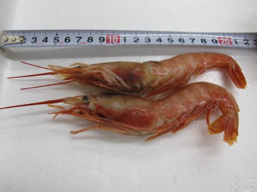 アルゼンチン赤海老 L3　お刺身用 2kg