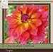 Honeyman Farms Decorative Dahlia Firepot Pack of 2 Bulbs