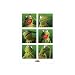 Kermit The Frog Poster ~ Muppets ~ Exclusive U.K. Import ~ 24x36"