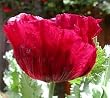Lauren's Grape Turkish Somniferum Poppy 100 Seeds
