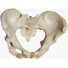 Weibliches Becken, Pelvis, lebensgro�, Knochenmodell