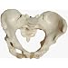 Weibliches Becken, Pelvis, lebensgro�, Knochenmodell