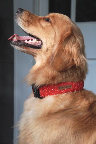 friendly dog collar