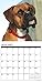 Just Boxers 2017 Wall Calendar (Dog Breed Calendars)