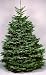 Grand Fir Tree, Hefty Seedling 10-15 Inch