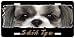 shih tzu - Shih Tzu #4 