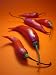 Super Hot Red Chili Pepper 4 Plants - Very Hot - ORDER NOW!