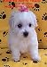 Search : How To Potty Train Your Dog - Discover The Ability To Finally Potty Train Your Dog In No Time!