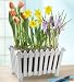 Plants - Plants by 1800Flowers - Welcome Spring Garden