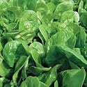 Fiorana Spinach 500 Seeds