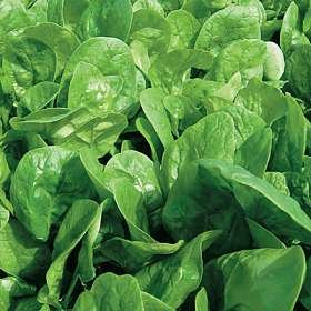 Spinach 'Fiorana' Vegetable Seeds