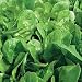 Fiorana Spinach - 500 Seeds - Great for Containers!