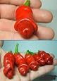 Hot Peter Pepper 10 Seeds plus 10 Free Bhut Jolokia Seeds
