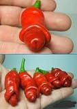 Hot Peter Pepper 10 Seeds plus 10 Free Bhut Jolokia Seeds