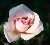 Eigenschaften Agel Rosen  / Edelrose 