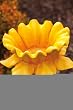 Daffodil Stake Bird Feeder