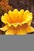 Daffodil Stake Bird Feeder