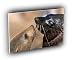 seal coastal sea lions valparaiso chile A2 Large Canvas