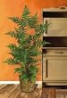 Forest Fern Silk Plant