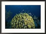 A coral head in waters off of Grand Turk Island Framed Art Poster Print by Wolcott Henry, 29x22
