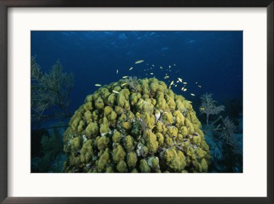 A coral head in waters off of Grand Turk Island Framed Art Poster Print by Wolcott Henry, 29x21