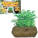Rainforest Rock Garden