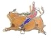 Rodeo~ Bull Rider Pin~ Rare Vintage Pin!!~ Approx 1.5 x 1.25