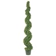 Leucadendron Topiary Plant in Plastic Pot - 6'