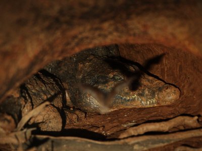 A bat flies out the den where crocodiles lurk near the Salamat River Photographic Poster Print by Michael Nichols, 48x64