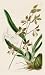 1840 Hand Painted Antique Print of the Spotted Cyrtochilum; Hornless var. - $119