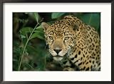 A jaguar pauses in the foliage Animals Framed Art Poster Print by Steve Winter, 29x21