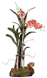 Wild Orchid w / Root Base - B001DROZL4
