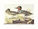 American Green Winged Teal by John Woodhouse Audubon. Size 23.81 inches width by 15.9...