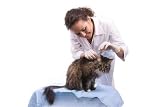 Vet Have a Medical Examination a Cat - 24