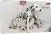 Canvas Prints of Dalmatian - Dog whelping from Ardea Wildlife Pets
