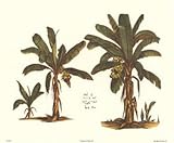 IMAGE OF Tropical Fruits II PREMIUM GRADE Rolled CANVAS Art Print Unknown 11x9