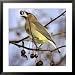 A Cedar Waxwing Tosses up a Fruit from a Flowering Crab Tree, Freeport, Maine, January 23, 2007 Framed Photographic Poster Print by Robert F. Bukaty, 31x31