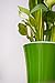 Santino Self Watering Planter Arte 8.6 Inch Green/Black Indoor Flower Pot for All House Plants, Flowers, Herbs, Succulents