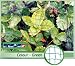 Outdoor Living : 5 YEAR CROP PROTECTION NETTING **HUGE 8 METRE WIDTH **