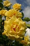 Produkt-Bild: Kletterrose 'Golden Gate' -R- im 4 L Container