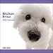 Bichon Frise 2009 Calendar (The Dog)
