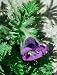Turk Pasque Flower 15 Seeds-Pulsatilla- Shade Perennial
