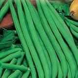 Earliserve Bush Bean - 400 + Seeds - VALUE PACK